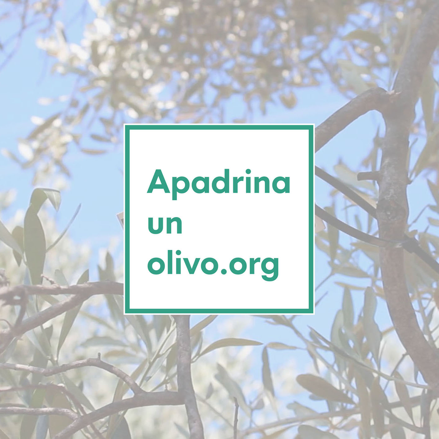 APADRINA UN OLIVO 1